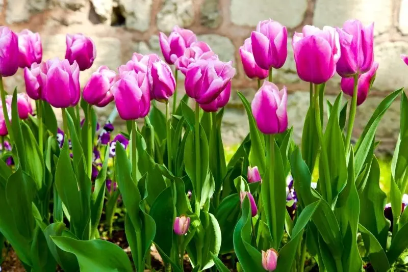 Brilliant tulip fields, stops for tulips love followers.