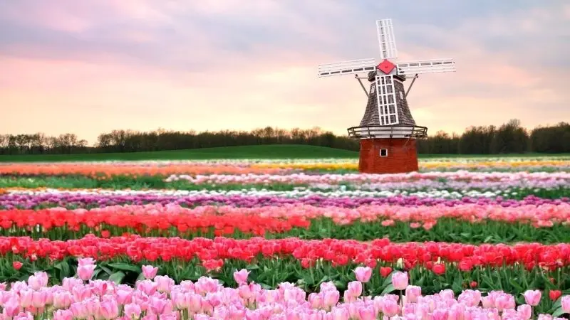 The scenery of colorful tulips garden, where colors are filled with space.