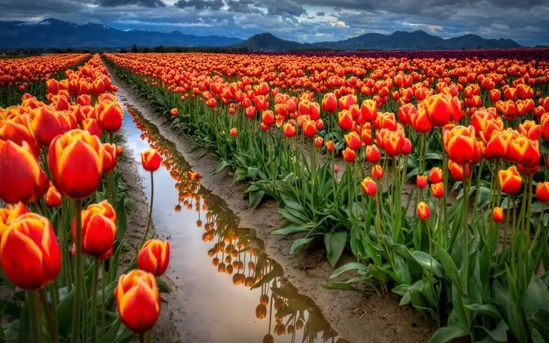 The scenery of colorful tulips garden with brilliant flower fields in the sun.