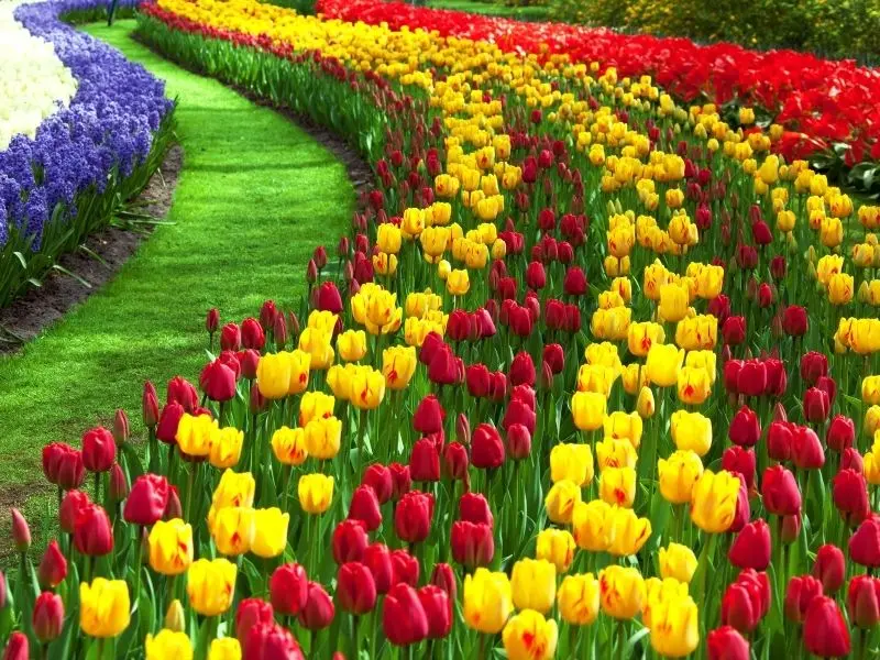 The brilliant tulip field is like a vivid picture of nature.