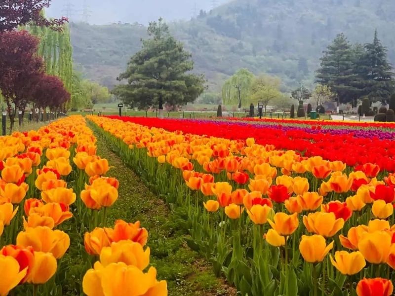 Tulip flowers are colorful to create a brilliant field that attracts eyes.