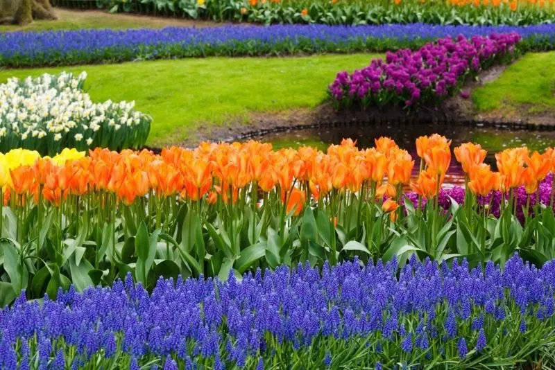 The colorful tulip garden in the brilliant field, where the color converges.