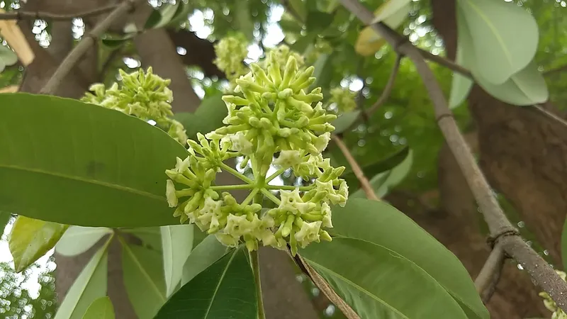 Các cánh hoa nhỏ khá nhỏ hình thành các cụm