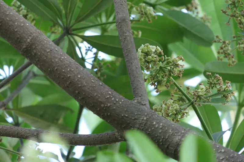 Màu sắc của hoa sữa tô điểm cho thành phố vào mùa thu