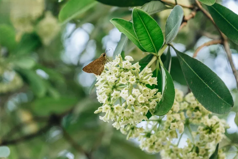 Hoa sữa mang lại cảm giác dễ chịu với hương thơm đặc biệt