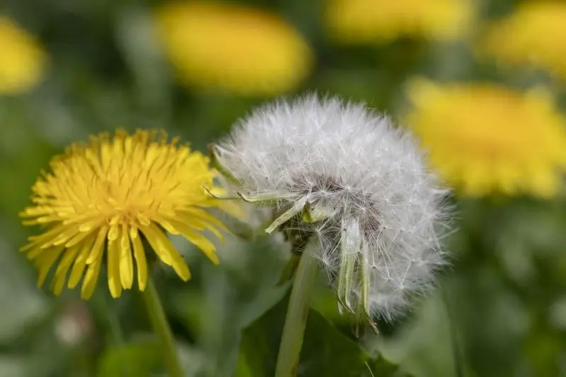 Dandelion mang theo giấc mơ bay đi