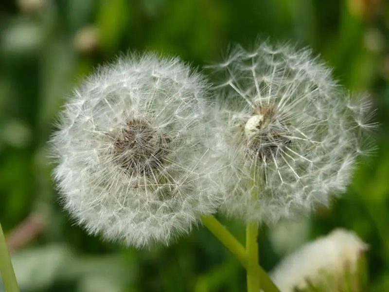 Dandelion nhẹ nhàng ở giữa không gian xanh