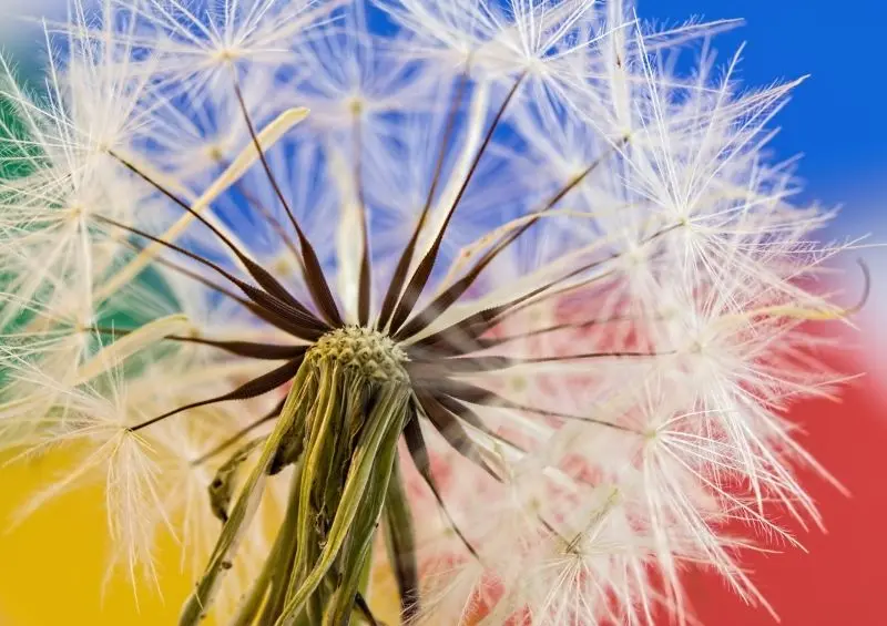 Dandelion trong không gian yên bình