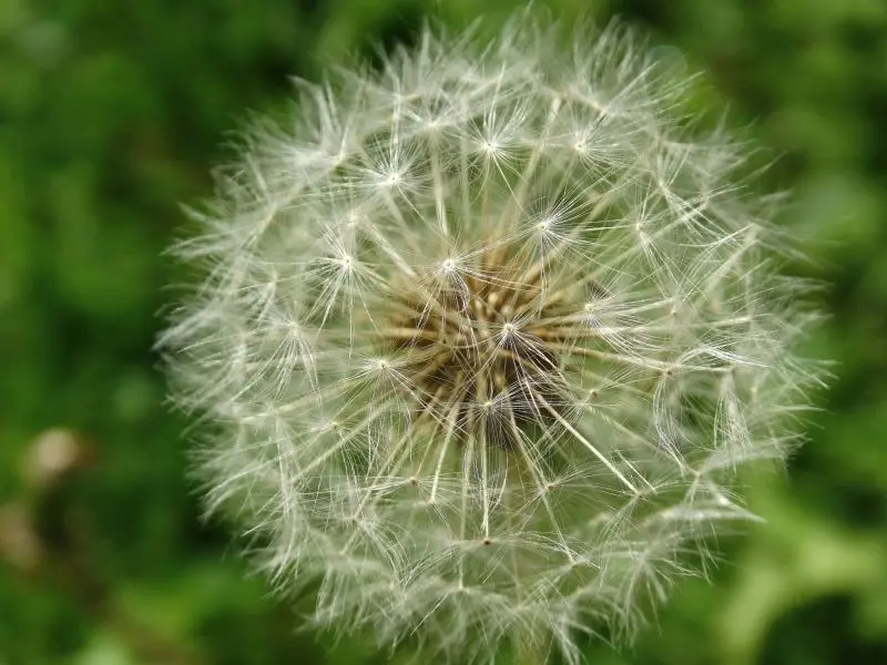 Dandelion nở hoa trong ánh sáng nhẹ nhàng