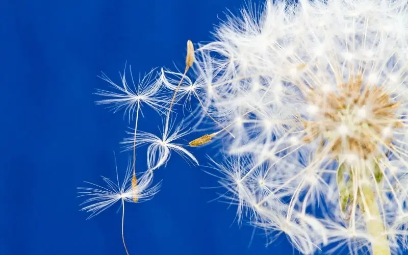 Dandelion được tự do bay trong không khí