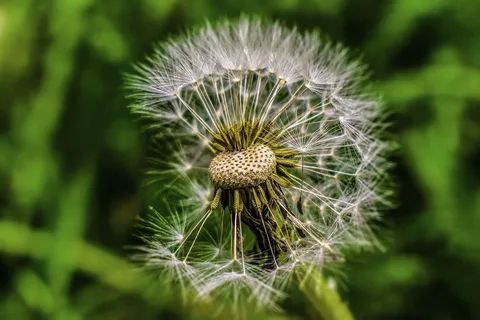 Dandelion đơn giản nhưng có ý nghĩa