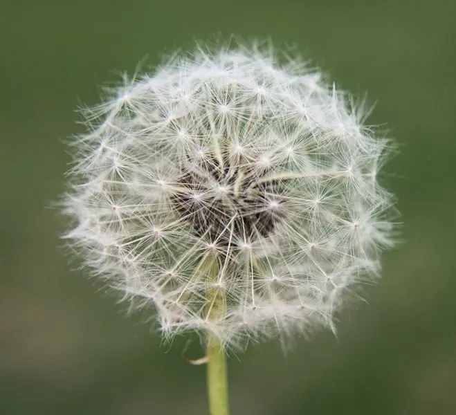 Dandelion - Biểu tượng của tự do và khát vọng