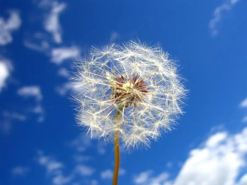 Dandelion thuần khiết ở giữa thiên nhiên