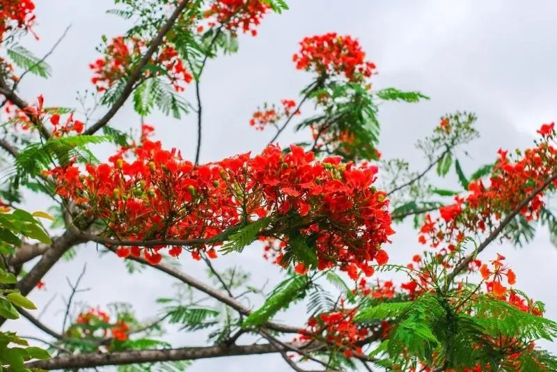 Phoenix và những kỷ niệm mùa hè