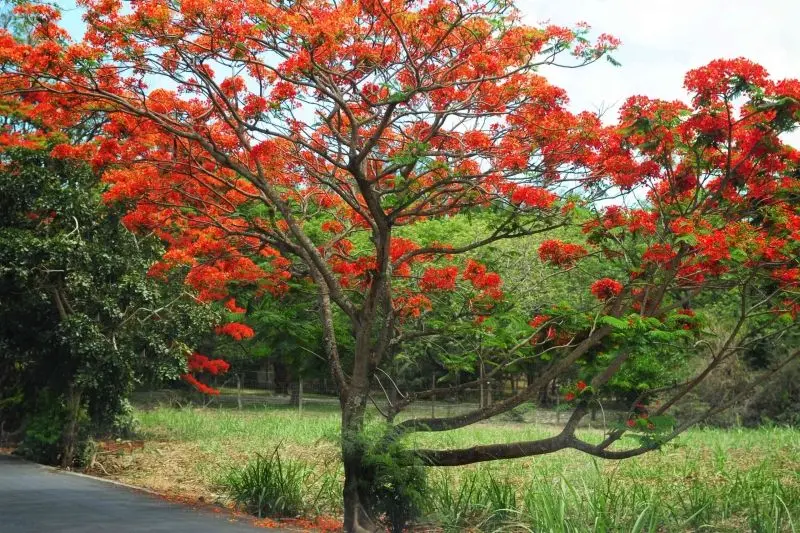 Hoa Phoenix - Vẻ đẹp nhẹ nhàng