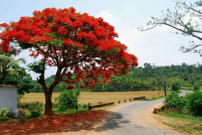 Hoa Phoenix nở khắp đường