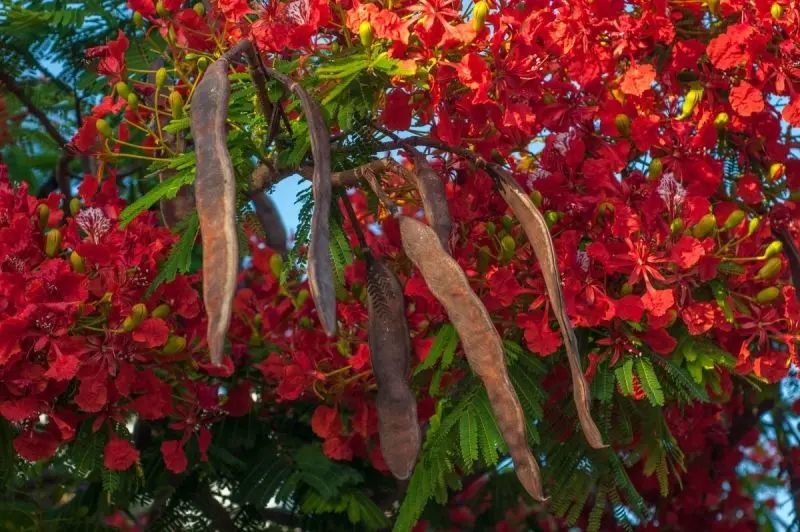 Phoenix Flower - Biểu tượng mùa hè