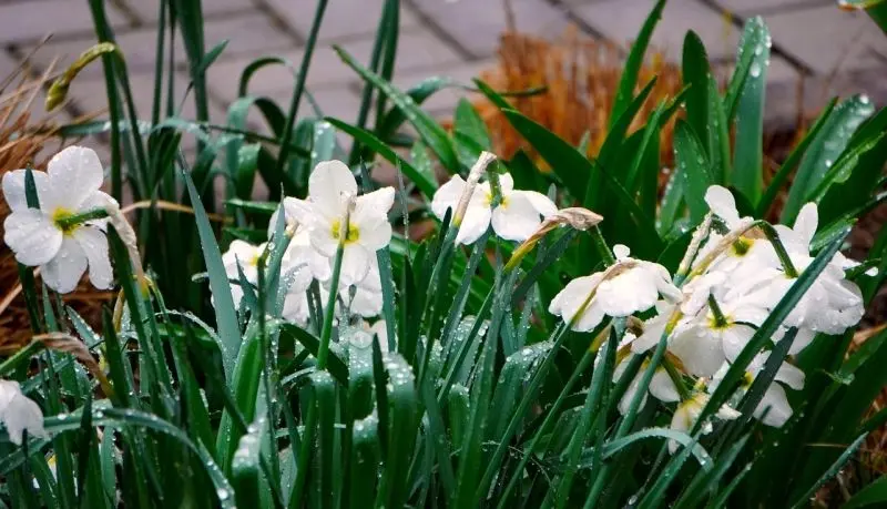 Flavory White Flower Petals