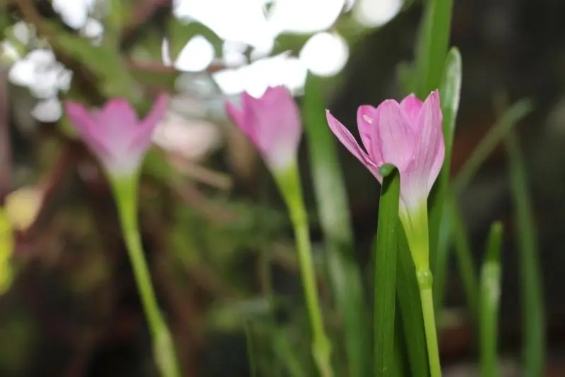 Cánh hoa hồng mềm mại