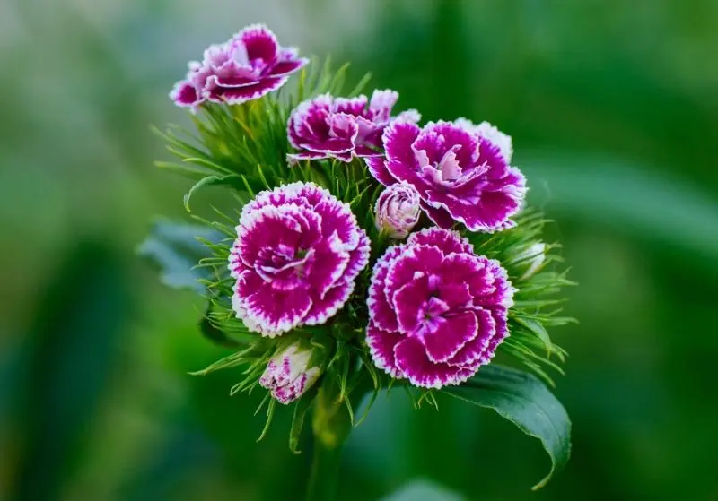 Carnation màu tím có một tính năng bí ẩn