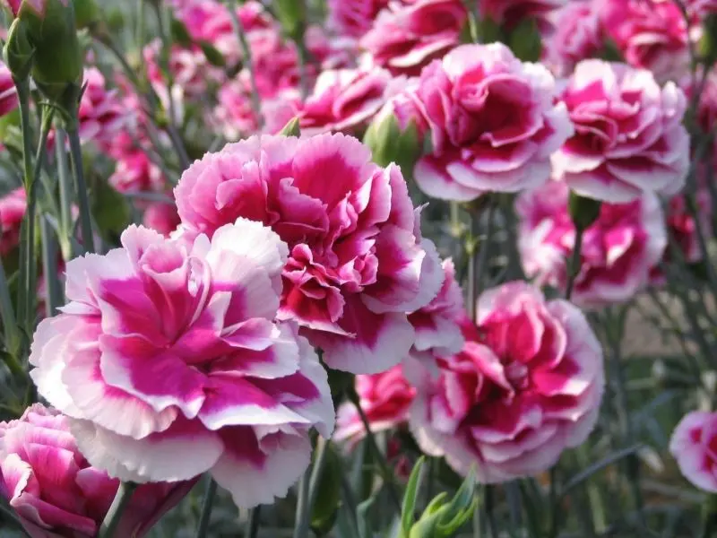 CARNATION Màu hồng đẹp dưới ánh mặt trời