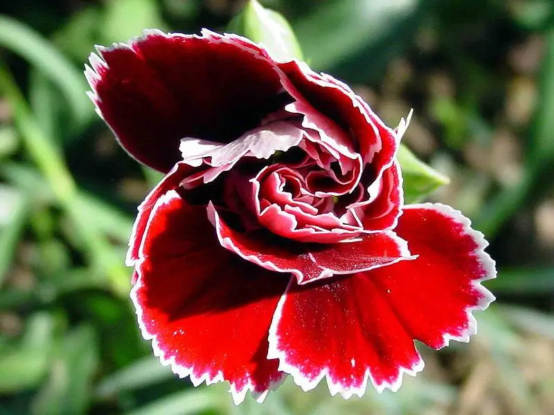 Carnation Red mang đến sức sống mới