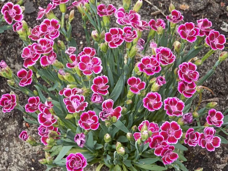 Carnation màu tím - Biểu tượng của lòng trung thành