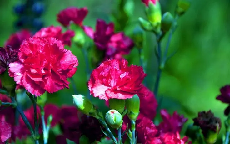 Carnation màu tím nổi bật trong vườn