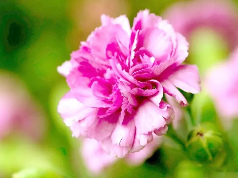 Carnation màu tím mang lại vẻ đẹp tự nhiên