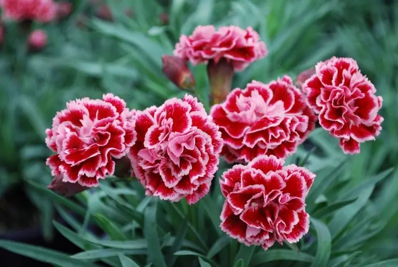 Vẻ đẹp ấn tượng của Carnation Red