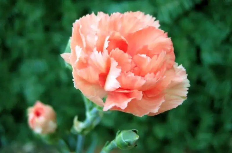 Carnation màu hồng nhẹ nhàng