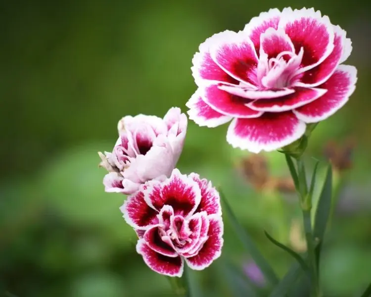 Carnation màu tím tạo ra những điểm nhấn hấp dẫn