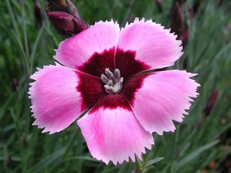 Carnation lãng mạn và sâu sắc