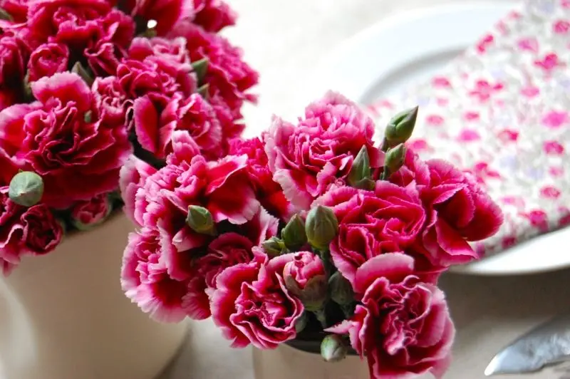 Carnation đỏ làm sáng không gian