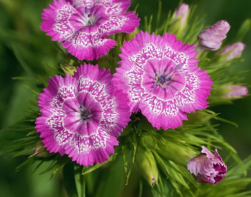 Carnation màu tím nổi bật