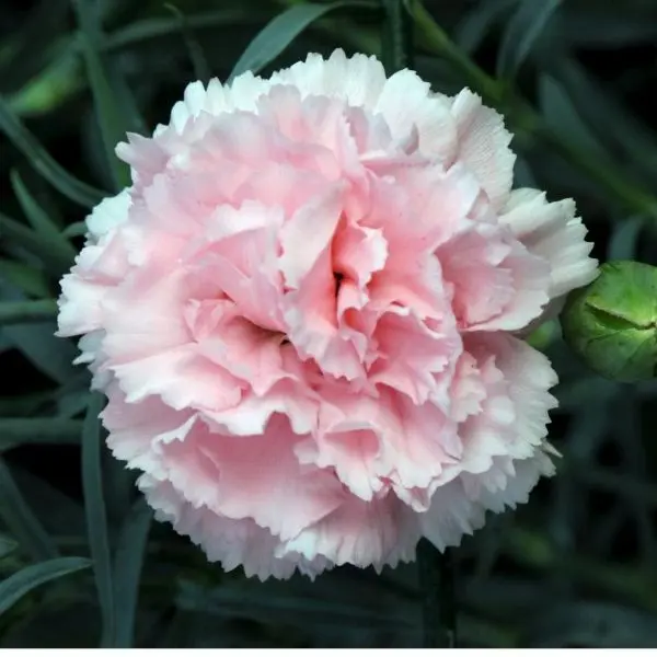 Carnation màu hồng nhẹ nhàng và lãng mạn