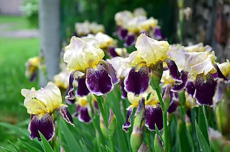 Sự hài hòa tự nhiên trong Iris