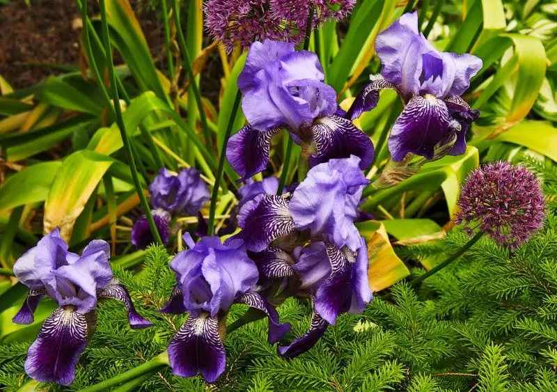 Khám phá màu sắc tinh tế của Iris