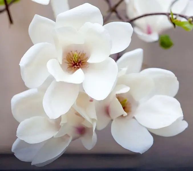 Magnolia trắng trắng tỏa sáng dưới ánh mặt trời