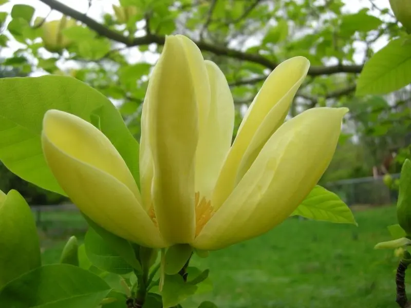 Golden Magnolia lung linh trong vườn