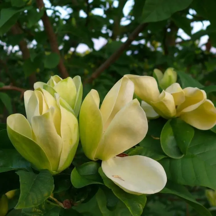 Hoa Magnolia màu vàng tươi