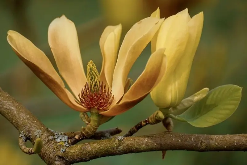 Vẻ đẹp rực rỡ của Magnolia màu vàng