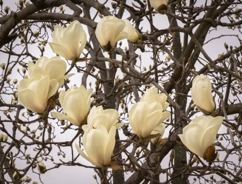 Magnolia màu vàng tượng trưng cho sự giàu có