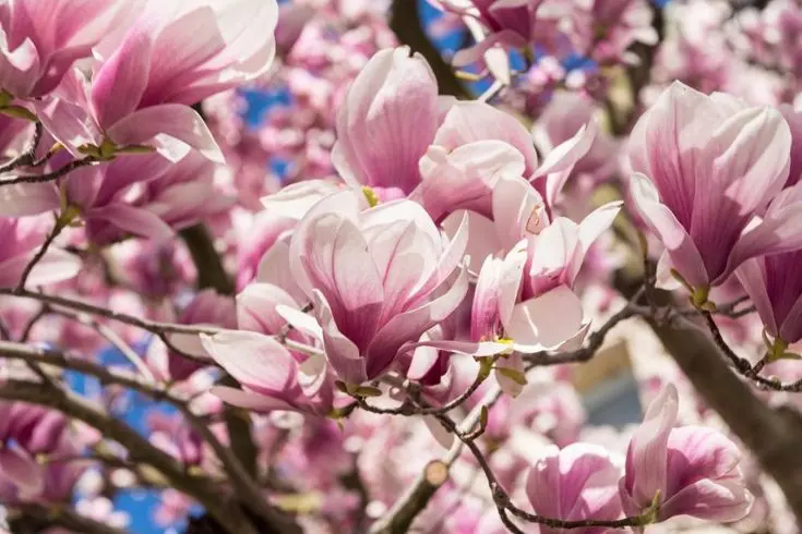 Màu hồng ngọt ngào của Magnolia