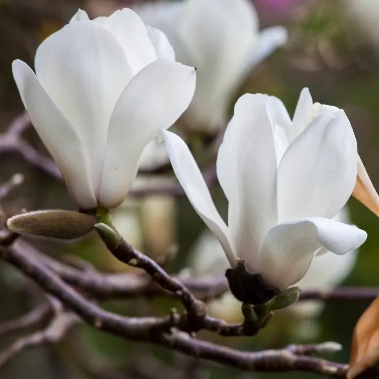 Sự thanh lịch từ Magnolia trắng