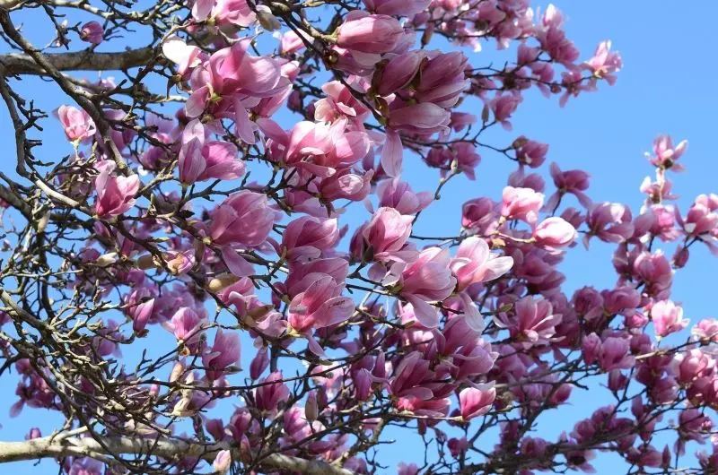 Magnolia màu hồng nở hoa trong vườn