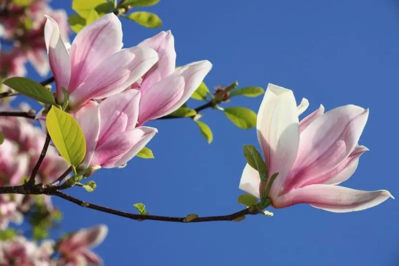 Vẻ đẹp quyến rũ của Magnolia màu hồng