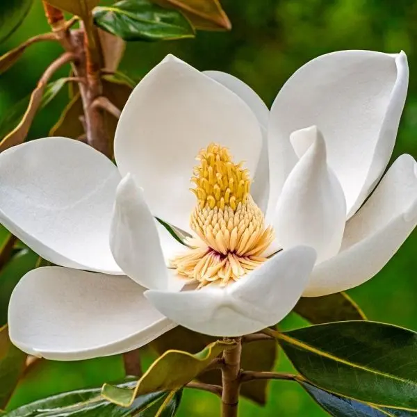 Vẻ đẹp dịu dàng của Magnolia trắng