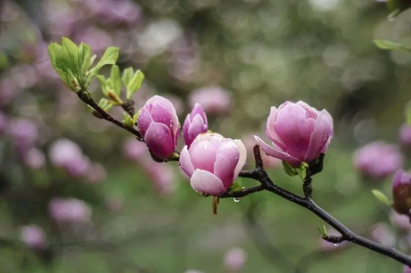 Hoa Magnple Magnolia mang lại sự thanh lịch