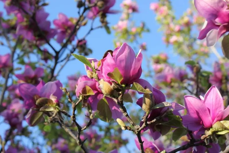 Vẻ đẹp bí ẩn của Magnple Magnolia